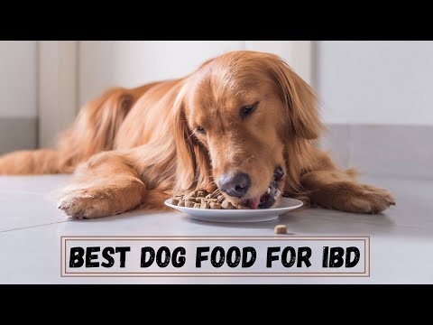 Best Dog Food for IBD - Top 5 Dog Food of 2021