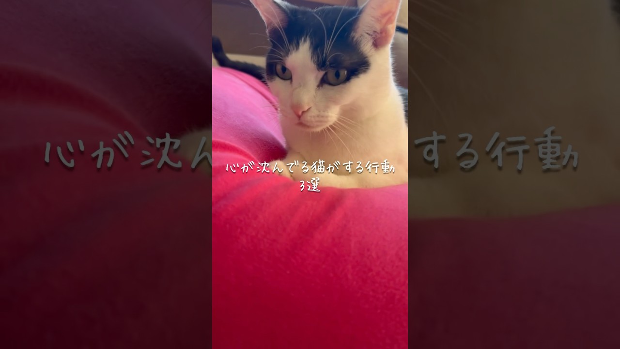 心が沈んでる猫がする行動3選 #猫 #ねこ #猫好きさんと繋がりたい #猫動画 #ねこのいる生活 #ねこ動画 #猫のいる生活 #雑学 #豆知識 VOICEVOX:ずんだもん