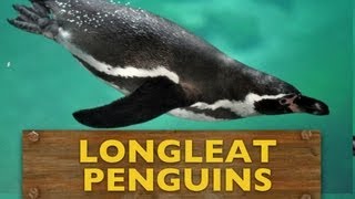 preview picture of video 'Penguin Island at Longleat - New attraction guide'