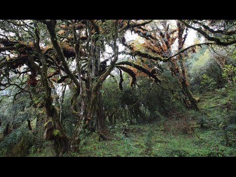 Tiere auf Wanderschaft (English subtitles)