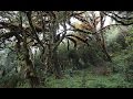 Animals On The Move