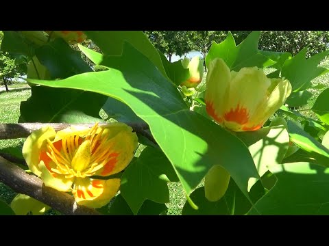 柱状のチューリップの木 植物