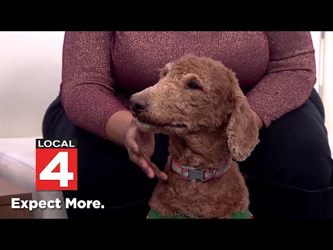 Pet of the Week: Meet Reddington - YouTube