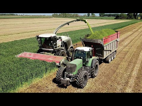 Claas Jaguar 980 The Black Beast | Trinciato Triticale 2021