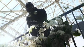 Download lagu Mr. Flower Fantastic turns orchids into a love letter to New York at NY Botanical Garden mp3