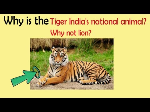 Why is the tiger India's national animal, Why not lion? GK Questions with answers | Part 7 Video Lecture - Class 5 | Best Video for Class 5 Why is the tiger India's national animal, Why not lion? GK Questions with answers | Part 7 Video Lecture - Class 5 | Best Video for Class 5