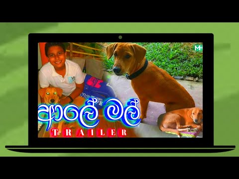 Aaley Mal ( ආලේ මල් ) - @Mithulsha Hashara  Ft. @Timmy with Life  | Official Music Video