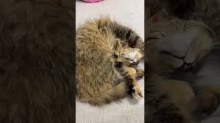 Download lagu Sleeping position #cat #catshort #catvideos #catmemes mp3