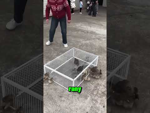 Klatka na kurczaki🐔🐥