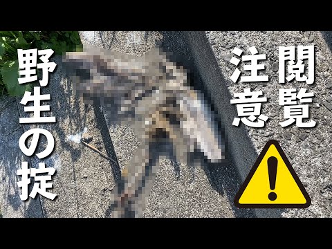鳥の死骸がドローンに?研究者らは疑わしいプロトタイプを発表