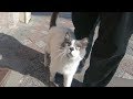 Cat With Grey Nose Meowing So Cute