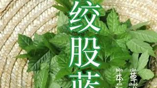 #我的乡村生活 #植物科普 #大自然的馈赠 被称南方人参的，绞股蓝，三叶五叶七叶都有，你最多见过几叶呢？抖音小助手