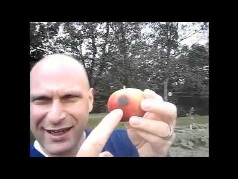 download lagu mp3 mp4 Northern Spy Apple History, download lagu Northern Spy Apple History gratis, unduh video klip Northern Spy Apple History