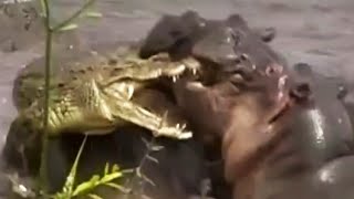 Furious Angry Hippos Attack Lions and Crocodiles