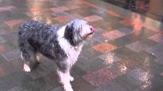 preview picture of video 'Scottish Bearded Collie Dog Doing Tricks In Perth Perthshire Scotland'