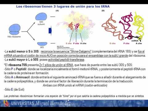 Tema 5.6 Biosíntesis de proteínas. Mecanismo de traducción. S2 Traducción Procariota (umh1163)