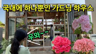 국내에 하나뿐인 제라늄 가드닝 하우스(feat. K제라늄)