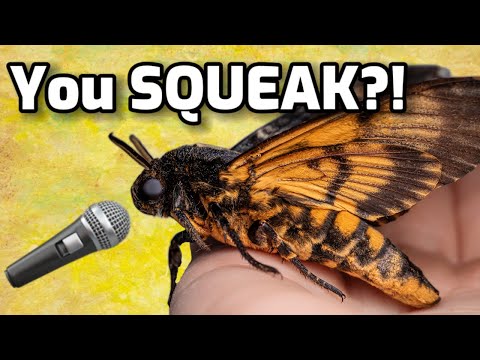 MOTH SQUEAKS! ✨Deaths-Head Hawk Moth