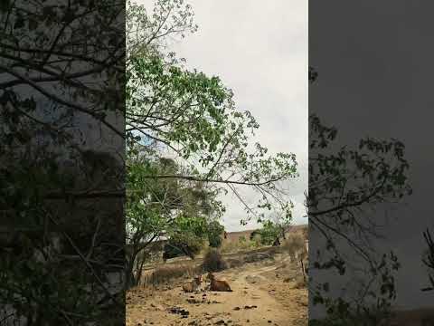 Fazenda Baixão, Itinga, MG