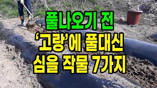풀나오기 전 '고랑'에 풀대신 심을 수 있는 작물 7가지