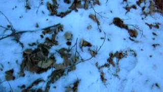 sulle orme dell&#39;orso 2