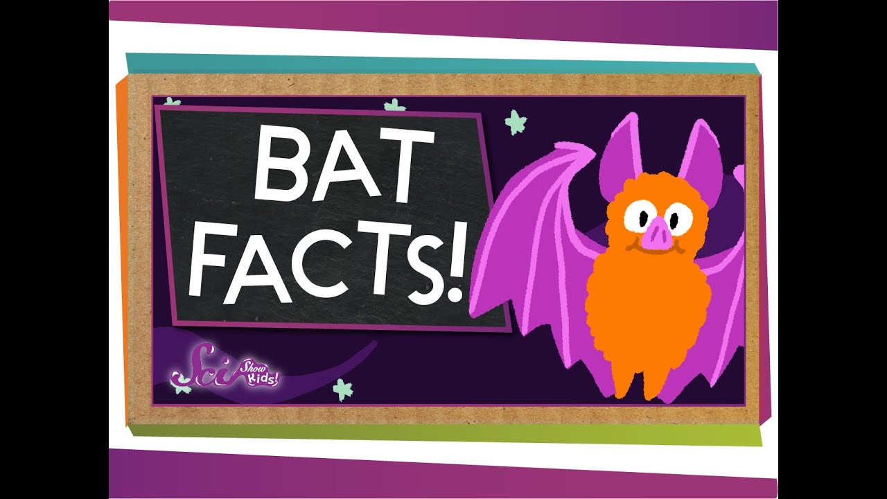 3 Fun Facts About Bats!  | SciShow Kids