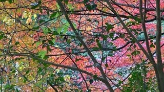 preview picture of video '京都・山科 紅葉 雙林院 Sōrin-in Temple in autumn, Kyoto(2013-11)'