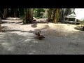 Ayam Pukul Ko