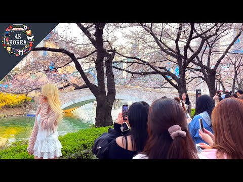 Seul florescendo 🌸 Lago Seokchon em Jamsil | 4K COREIA | Abril de 2023