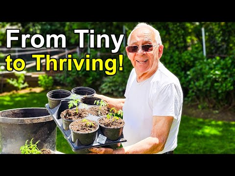 Tomato Transplanting & Growth Update – Look How Big They Got!