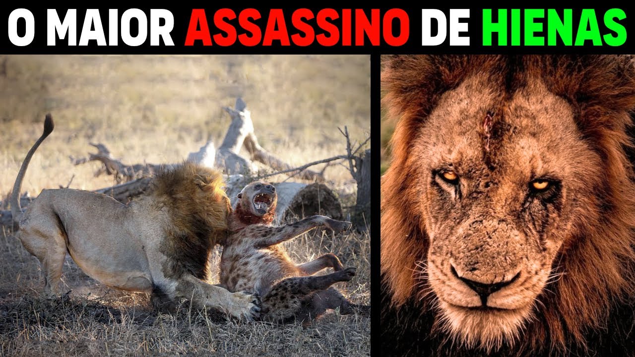 Leão - NTWADUMELA O LEÃO MAIS TEMIDO PELAS HIENAS