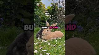 Download lagu BUNNY ISLAND : The fluffiest paradise in the world. 🐇 mp3
