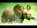 AFRICAN IVORY- The Samples. Written by Sean Kelly
