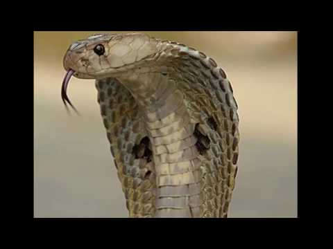 download lagu mp3 mp4 Nagin Music Mp3 Song Free Download, download mp3 Nagin Music Mp3 Song Free Download free download mp3, download mp3 Nagin Music Mp3 Song Free Download