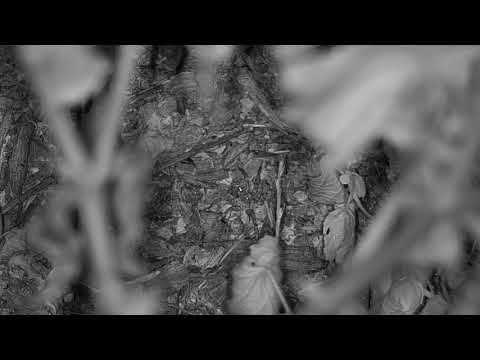 Djuma: Things that crawl in the night - 23:41 - 03/23/19