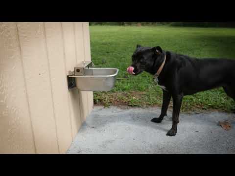 Rust Proof Stainless Steel Outdoor Automatic Dog Waterer Bowl Dispenser
