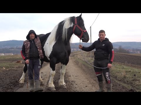 Caii lui Pancica de la Sarmasu, ,Mures - 2021