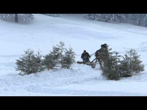 Preteky gazdovských koní 2015 - jazda zručnosti