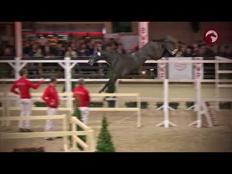 62 PICASSO VD ZWARTBLESHOEVE - CORNET OBOLENSKY X ZIDANE
