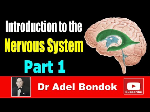 Introduction to the Nervous System, Part 1, Dr Adel Bondok
