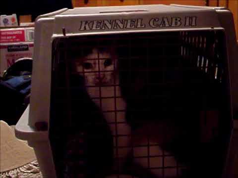 Crying Cat in A Carrier