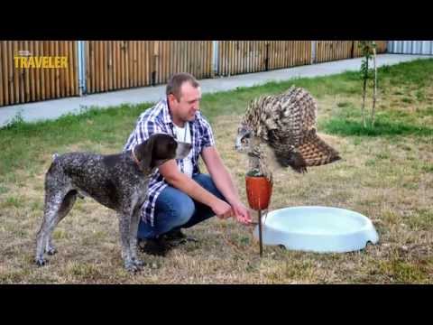 LOTNISKO: Sokół, jastrząb, sowa i... pies na lotnisku. W pracy | ODCINEK 2.