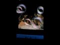 Sing Hoot And Howl Part 10