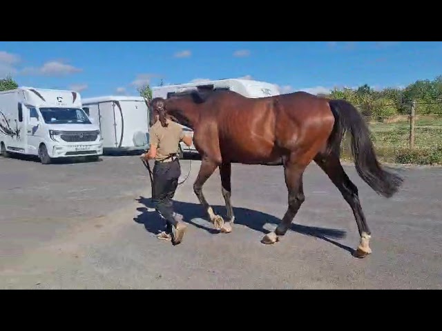 Vend cheval de 7 ans, hors du commun