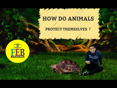 How do animals protect themselves from their enemies II Educational Video II FEB Pvt. Ltd.