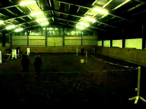 5jährige Lancer II Stute