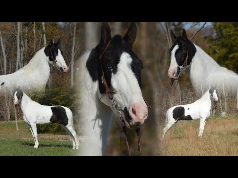 Tennessee walking horse Gelding 5 years 14 hh Tobiano-all Tennessee walking horse Gelding 5 years 14 hh Tobiano-all