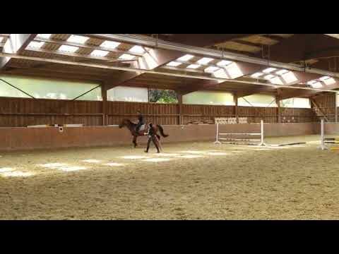 2019 Holsteiner gelding by Dinken  FIRST time under rider  FOR SALE