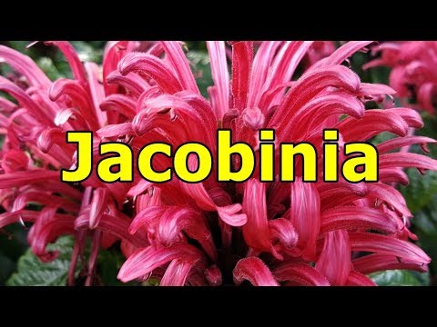 , title : 'Jacobinia - Justicia carnea - HD Video 01