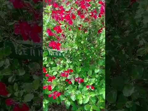 サワーチェリー 植物